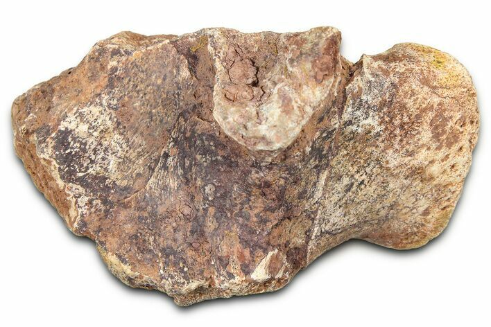 Fossil Dinosaur (Tenontosaurus) Vertebra Bone Section - Montana #378205
